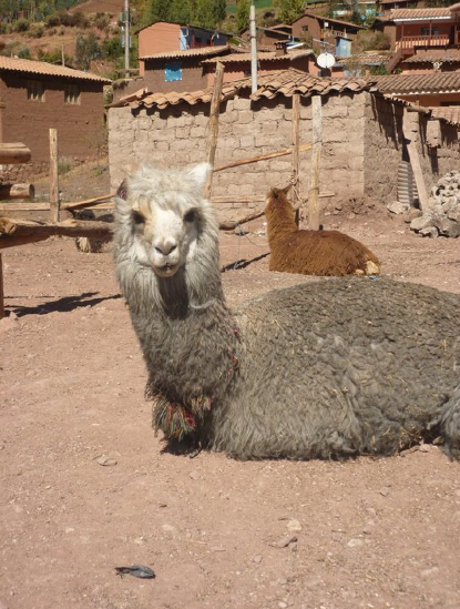 A noble-looking Llama takes note of our arrival with a bemused glance.